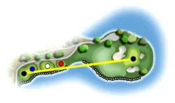 Hố golf số 14 Kings Course